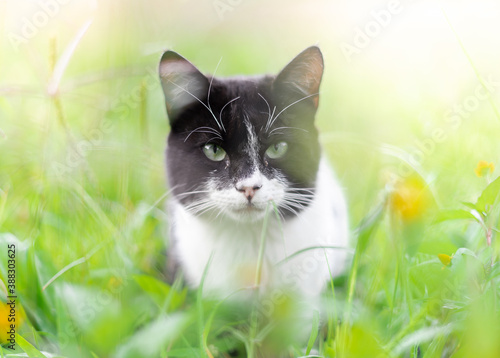 cat on green grass
