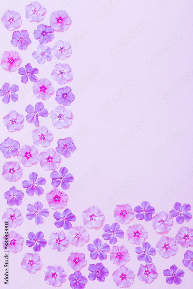 phlox flowers on violet paper background