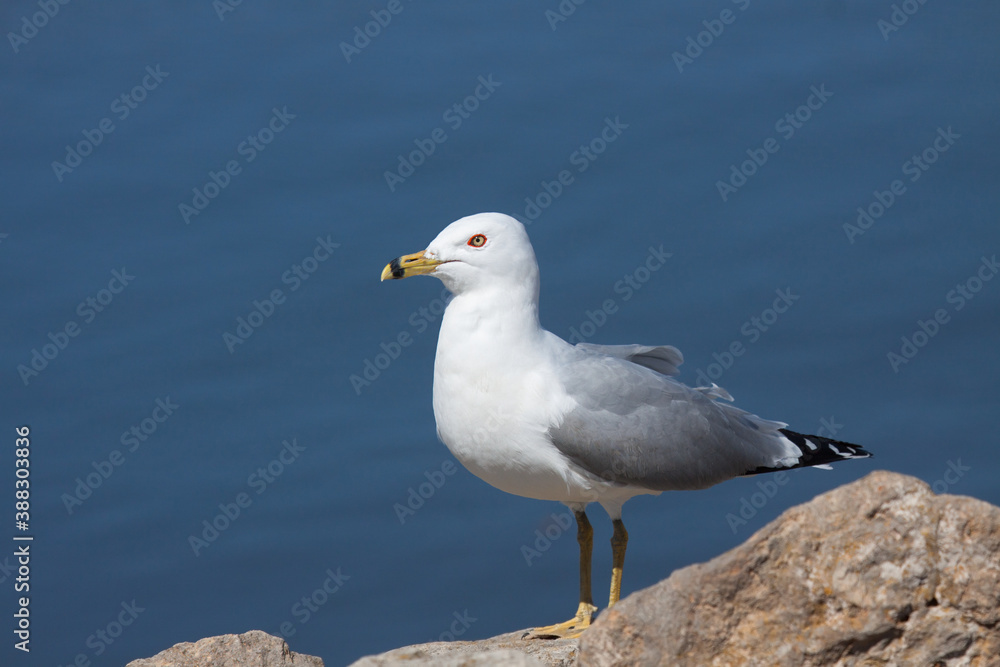 Ring-billed gull on a Rock