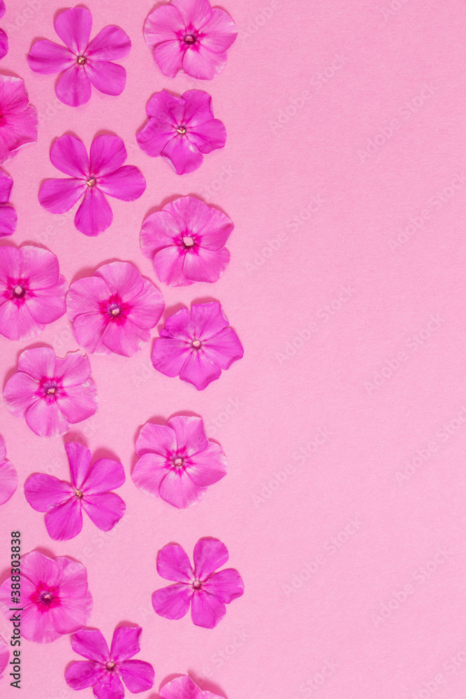 Fototapeta premium phlox flowers on pink paper background