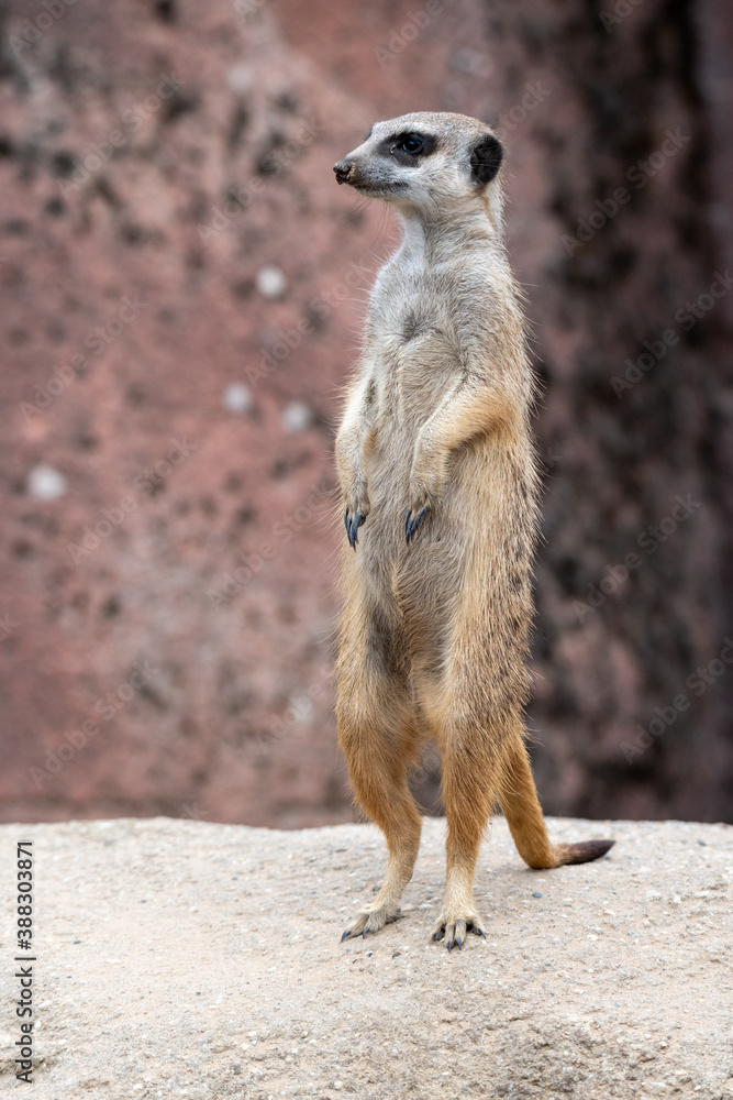 Meerkat standing on a stone and being watchfully on the lookout Meerkat standing on a stone and being watchfully on the lookout