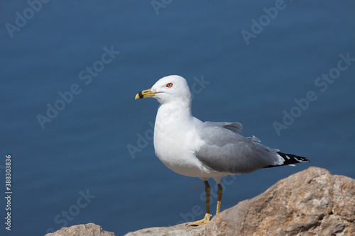 Ring-billed gull on a Rock