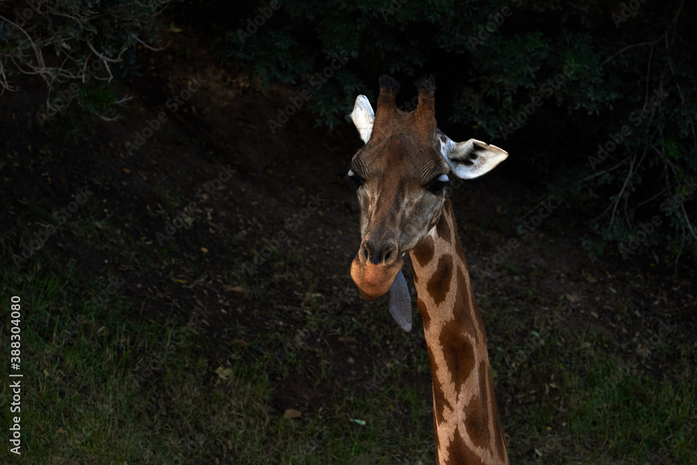 Beautiful portrait of a Baringo Giraffe with its tongue out in a zoo in Valencia Spain Beautiful portrait of a Baringo Giraffe with its tongue out in a zoo in Valencia Spain