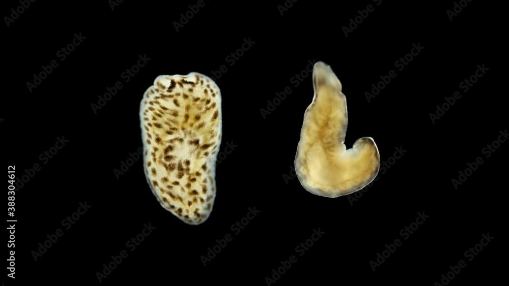 The flatworm Baicalobia sp. under the microscope, family Dendrocoelidae, endemic lake Baikal. Help in determining Timoshkin O.A The flatworm Baicalobia sp. under the microscope, family Dendrocoelidae, endemic lake Baikal. Help in determining Timoshkin O.A