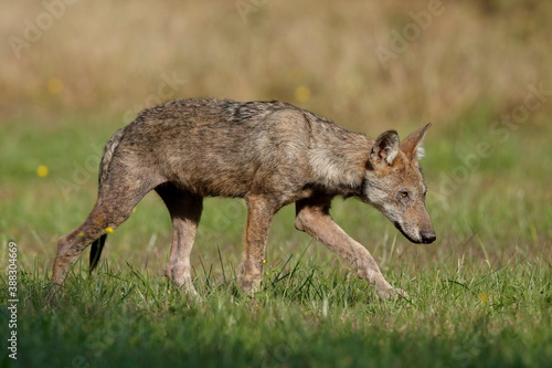 Wolf cub walks in the meadow