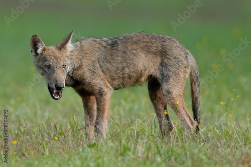 Wolf cub isolated in the grass with blurred background 