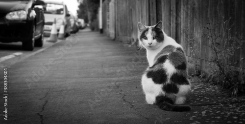 Black and white photo of a cat sitting on the pavement, looking backwards