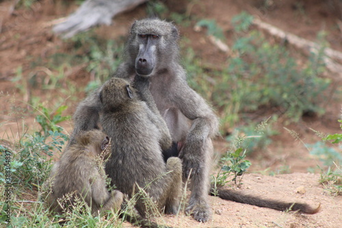 baboon mother and baby