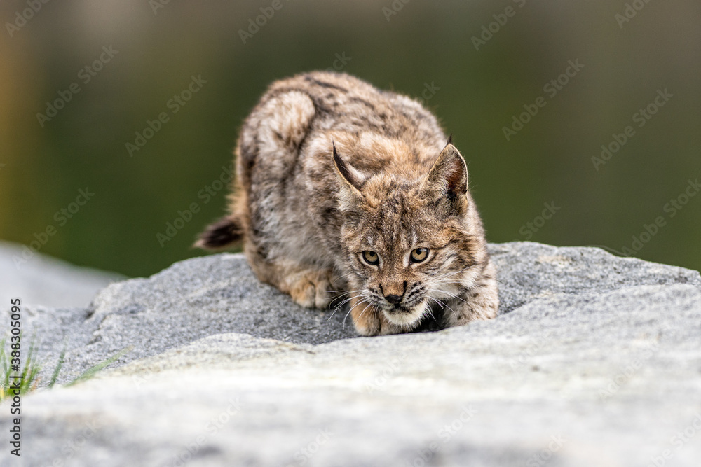 Obraz premium Lynx in green forest with tree trunk. Wildlife scene from nature. Playing Eurasian lynx, animal behaviour in habitat. Wild cat from Germany. Wild Bobcat between the trees