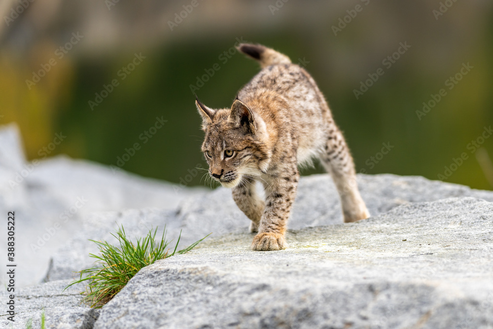 Lynx in green forest with tree trunk. Wildlife scene from nature. Playing Eurasian lynx, animal behaviour in habitat. Wild cat from Germany. Wild Bobcat between the trees Lynx in green forest with tree trunk. Wildlife scene from nature. Playing Eurasian lynx, animal behaviour in habitat. Wild cat from Germany. Wild Bobcat between the trees