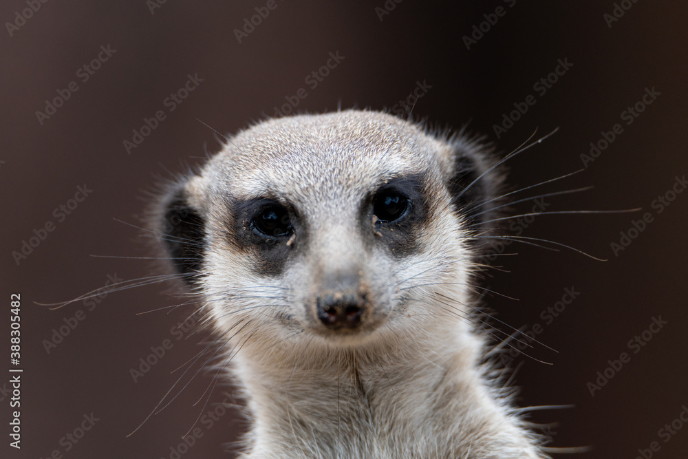 Closeup of a meerkat (suricata) looking directly at the camera front face Closeup of a meerkat (suricata) looking directly at the camera front face