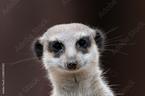 Closeup of a meerkat (suricata) looking directly at the camera front face