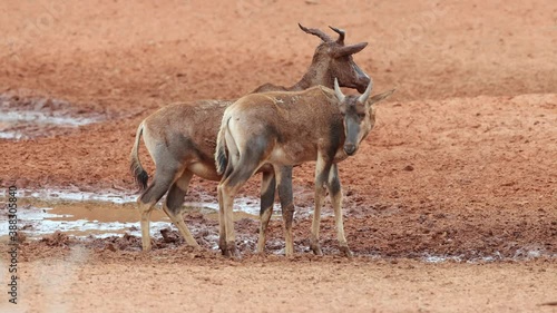 Two tsessebe antelopes (Damaliscus lunatus) at a muddy waterhole, Mokala National Park, South Africa