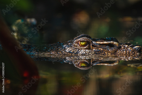 close up - crocodile or alligator eyes.