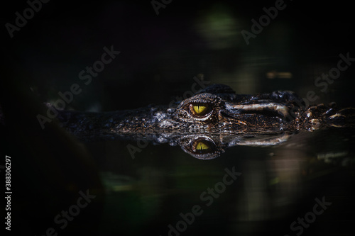 close up - crocodile or alligator eyes. © ANON