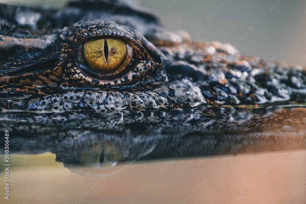 close up - crocodile or alligator eyes. - obrazy, fototapety, plakaty 