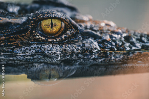 Leinwand Poster close up - crocodile or alligator eyes.