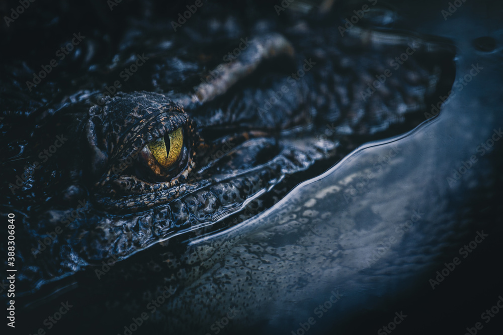 Alligator Eyes At Night alligator-eyes-at-night