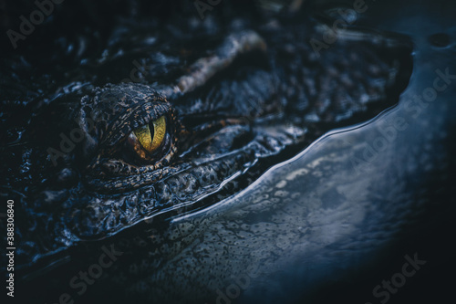 Fototapet close up - crocodile or alligator eyes.