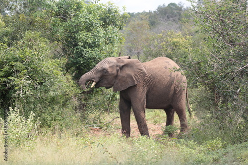 african elephant in kruger national park