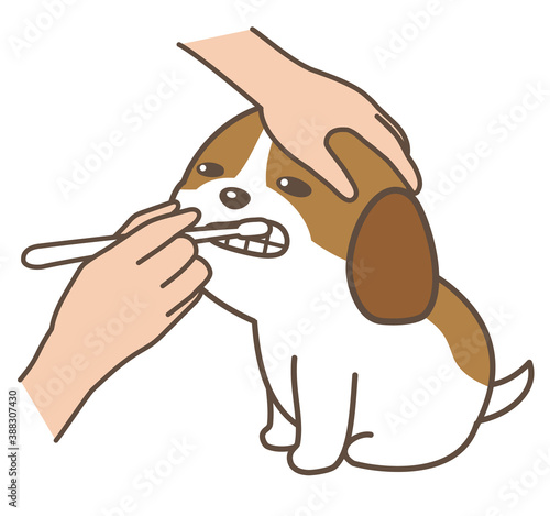 歯を磨いてもらう子犬