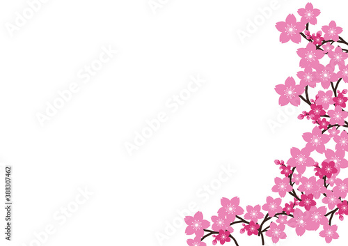 Cherry blossom, Sakura pink flowers background. © Crystal-K