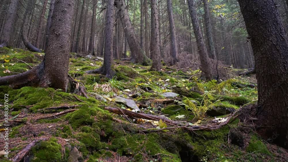 mysterious forest landscape. Camera movement in a virgin autumn forest, between large trees, in rainy weather. mysterious forest landscape. Camera movement in a virgin autumn forest, between large trees, in rainy weather.