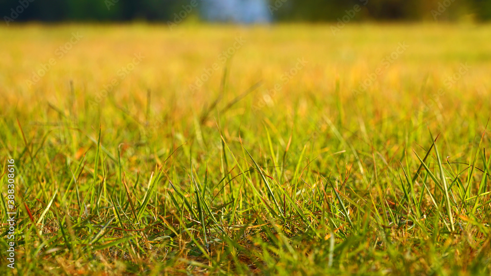 autumn grass in the park autumn grass in the park