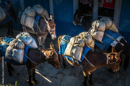 BUPSA, NEPAL - OCTOBER 31, 2017: A few donkeys with heavy load wait for their owner in Himalayan village, Nepal. .