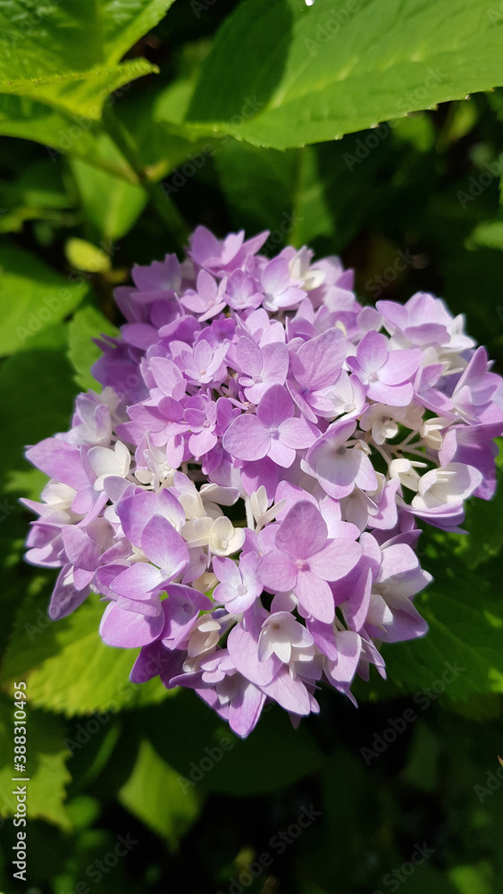 Close up of hydrangea flowers Close up of hydrangea flowers