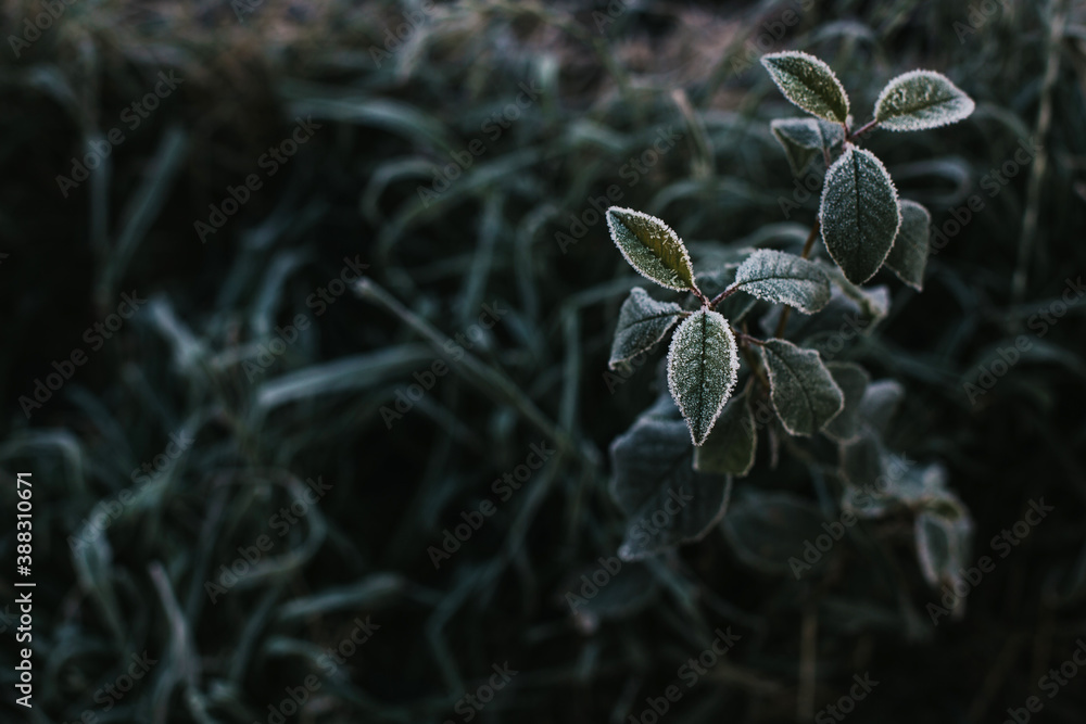 Fototapeta premium photo of frozen leaves. Selective focus. Freezing. Selective focus. Autumn photo of a tree covered with hoarfrost.