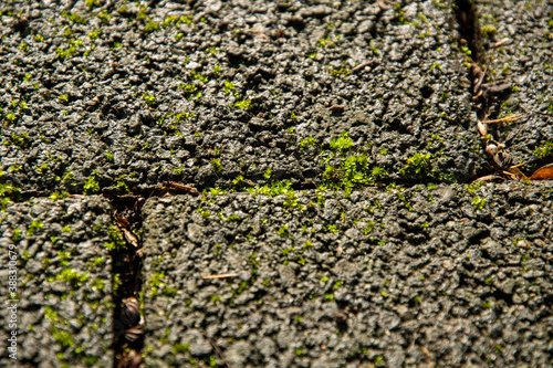Weeds on the sidewalk between the cobblestones © Mitch Shark