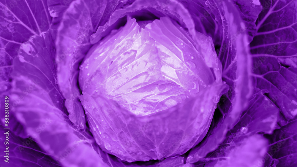 Organic cabbage farm healthy vegetables food Organic cabbage farm healthy vegetables food