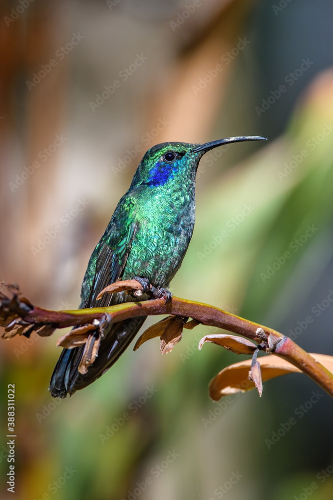 Green Violet-ear (Colibri thalassinus) hummingbird in flight isolated on a green background in Costa Rica