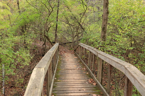 Wooden bridge in the autumn forest
