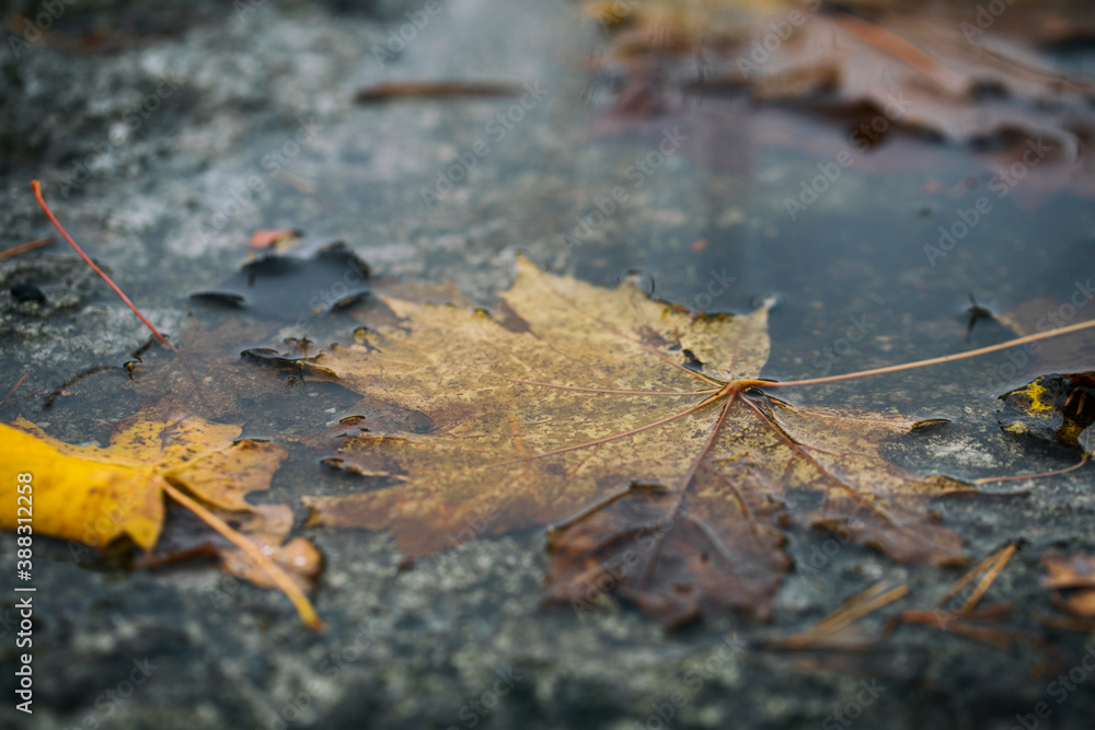 Yellow maple leaf in a puddle, close-up shot
Yellow maple leaf in a puddle, close-up shot