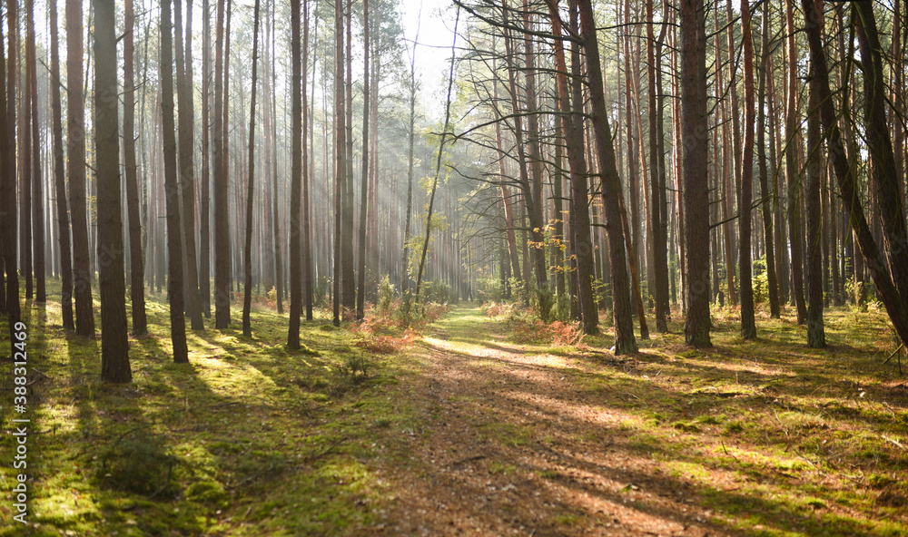 morning in the forest morning in the forest