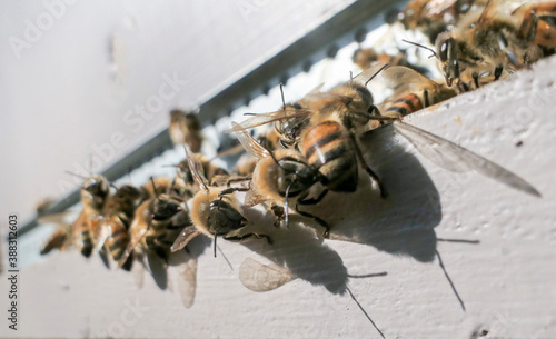 Abeilles au soleil à l'entrée de la ruche