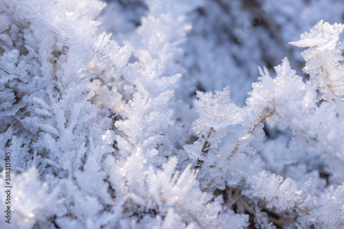 Snow frozen branches ice crystals close up selective focus © orininskaya