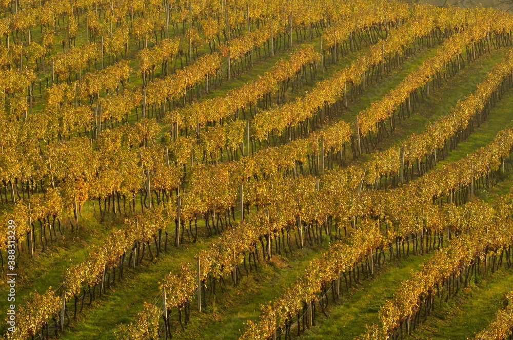 rows in the vineyard in autumn