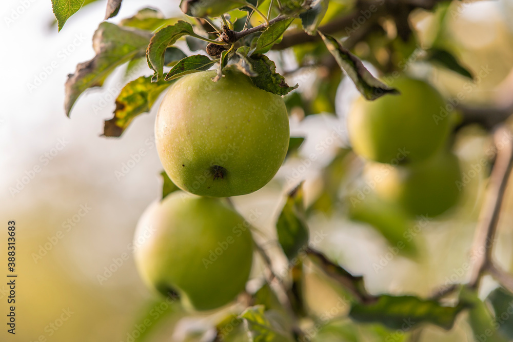 Green apple in a tree during autumn