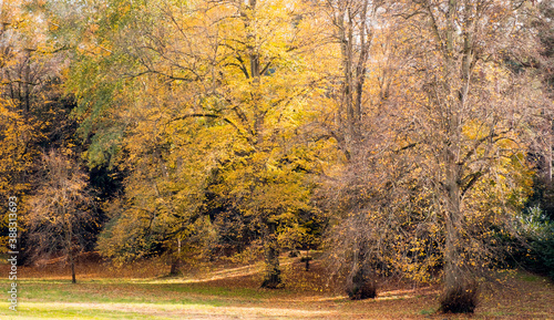 Autumnal trees in an arboretum in an English country estate in Buckinghamshire.