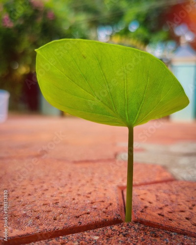 Little Yam leaf coming out of tile crevice photo