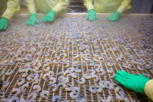 Processing frozen shrimp in a factory in Vietnam