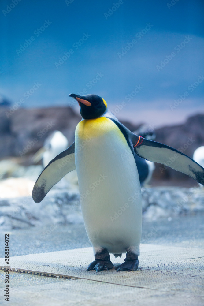 Obraz premium オウサマペンギン