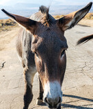 Image of a burro, donkey and mule. These are wild burros in the desert.