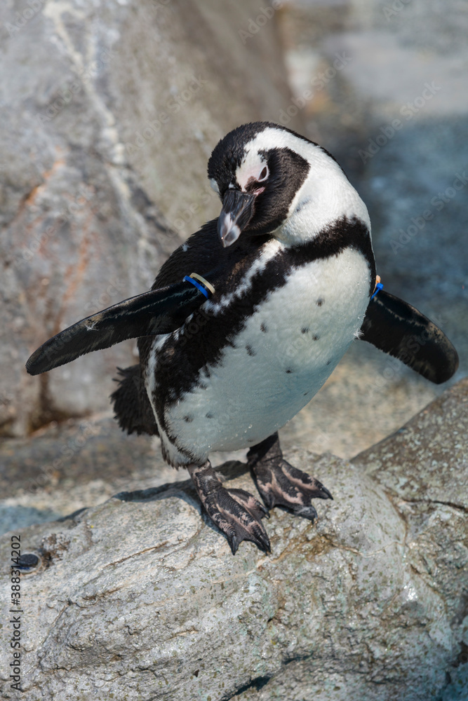 Fototapeta premium ケープペンギン