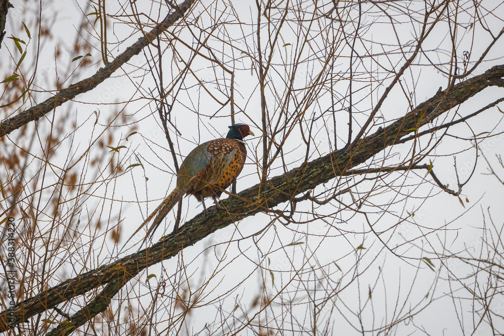 Ring-necked Pheasant (Phasianus colchicus) perched in a tree during a snow storm. Selective focus, background blur and foreground blur
Ring-necked Pheasant (Phasianus colchicus) perched in a tree during a snow storm. Selective focus, background blur and foreground blur