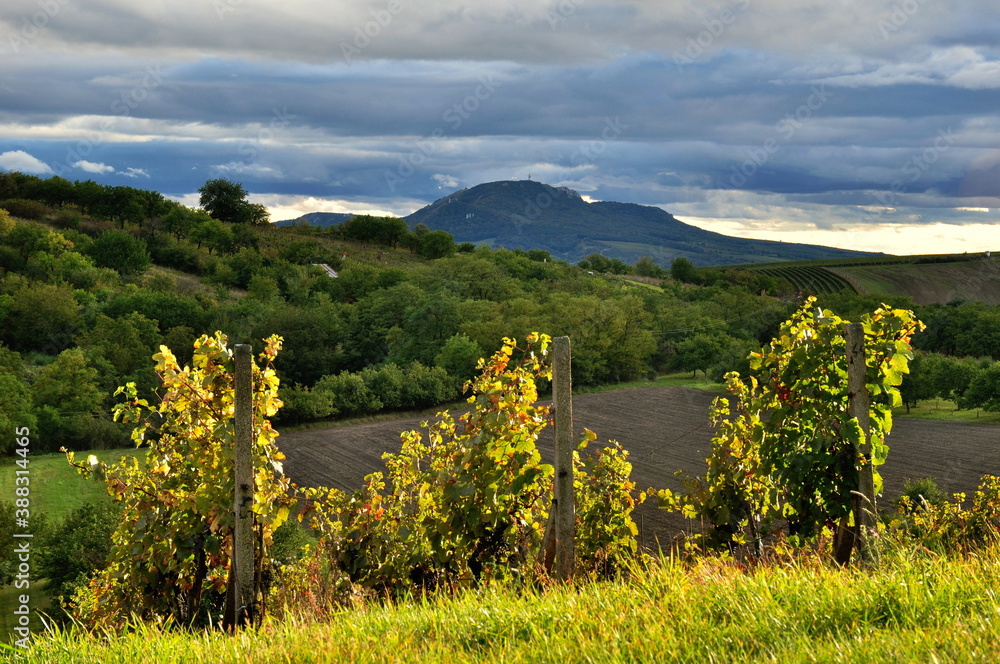 landscape with vineyard, mountain and sky