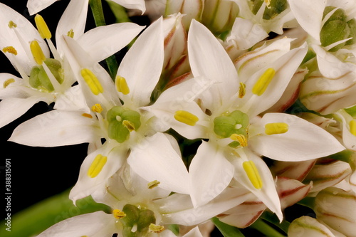 Fototapeta Naklejka Na Ścianę i Meble -  Chines Chives (Allium ramosum). Flowers Closeup
